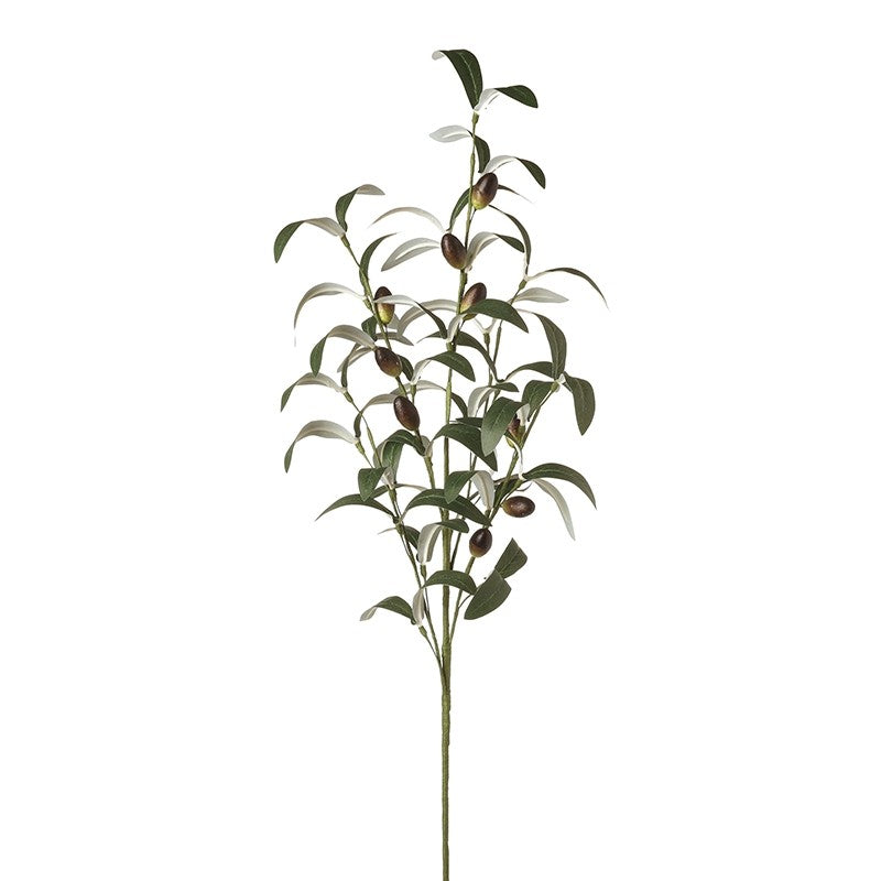 Olive Branch